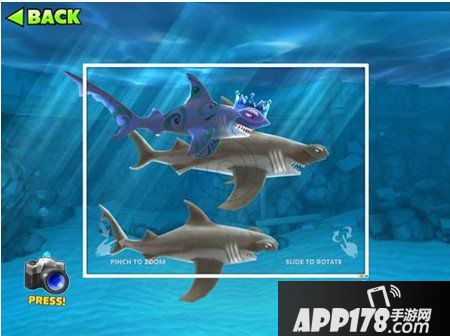 饥饿的鲨鱼进化微风宝宝详解