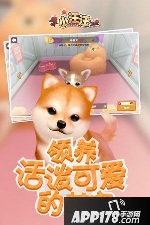 小汪汪狗狗打扮