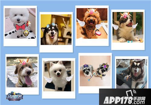 风色世界萌宠海选