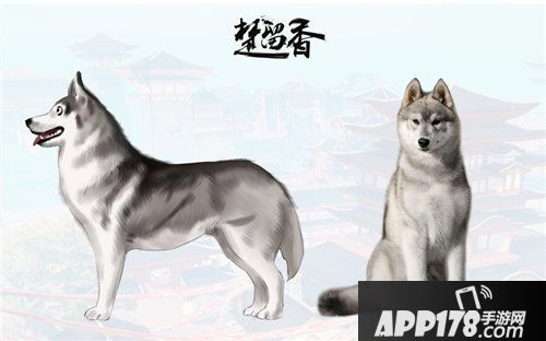 楚留香宠物系统首度曝光