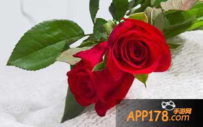 去吧皮卡丘情人玫瑰