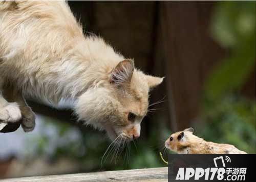 猫和老鼠手游喵唧争霸赛