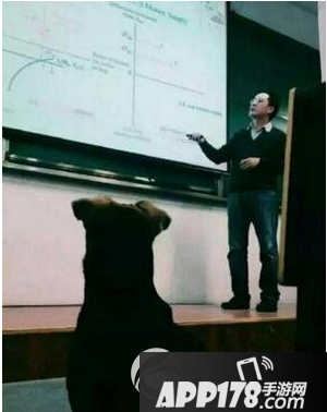 学霸狗是什么意思 武大学霸狗走红2