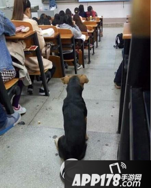 学霸狗是什么意思 武大学霸狗走红