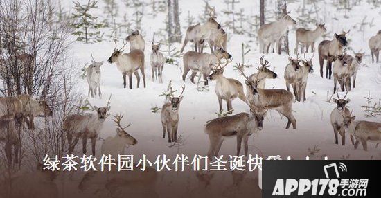 必应圣诞贺卡制作图文教程 必应搜索怎么制作圣诞贺卡3