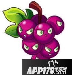 植物大战僵尸2爆裂葡萄
