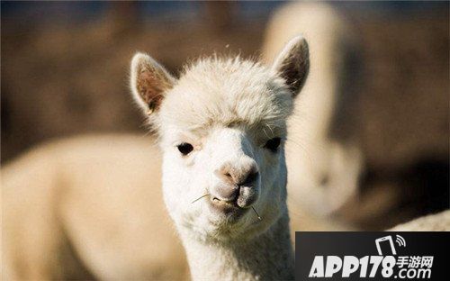 太极熊猫3猎龙新坐骑曝光