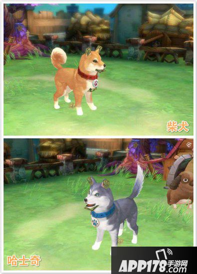 风之大陆9月6日更新维护公告 新增家园小狗玩法