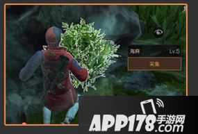 明日之后海麻叶怎么获得