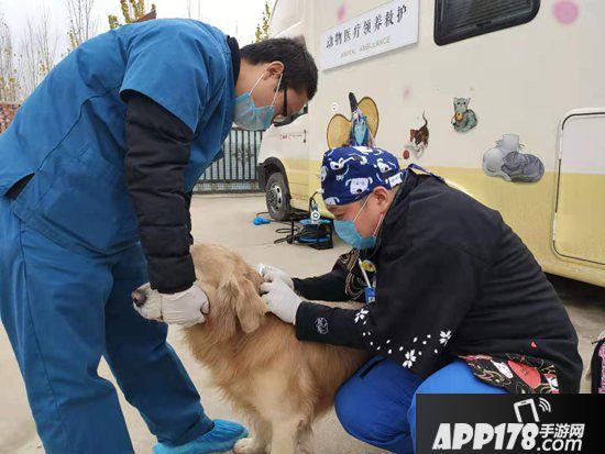 阴阳师医疗领养公益救助车开启治愈之旅 跨次元守护流浪动物