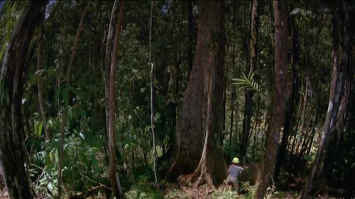 1、到树林去冒险在小树林中砍伐树木砍树