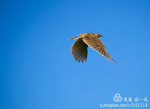 2023好玩的飞行游戏下载合集（推荐的飞行游戏）